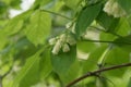 Caucasian bladdernut Staphylea colchica flowering Royalty Free Stock Photo